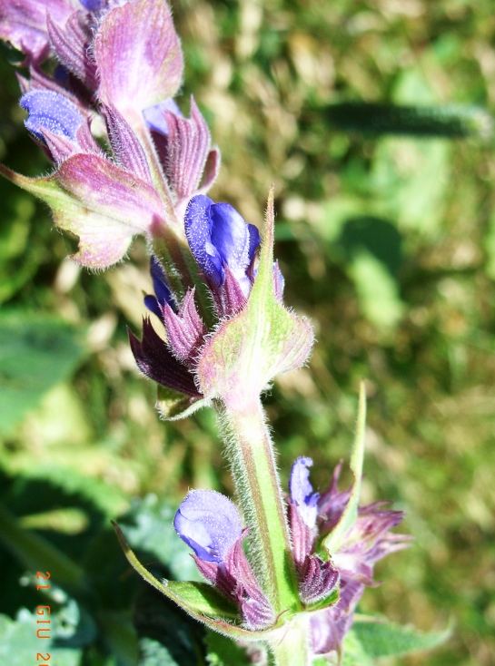 Salvia? - . Salvia  cfr. nemorosa
